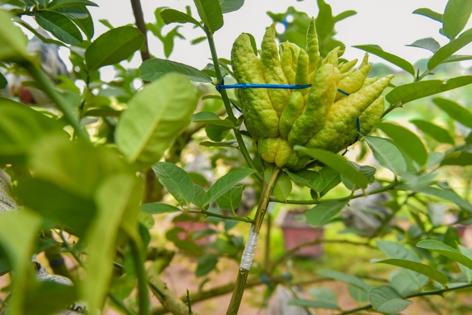 
Vào dịp Tết, nhiều gia đình mua bằng được một quả phật thủ để bày cúng ông bà, tổ tiên dù giá bán của loại quả này khá cao. Quả phật thủ có trên 20 ngón, ngón cuối cùng nếu nằm ở chữ thịnh (theo cách đếm “thịnh - suy - vi - thái”) sẽ có giá thành đắt hơn hẳn.
