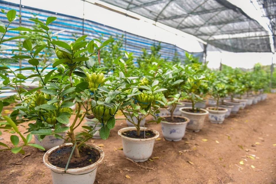 
Xã Đắc Sở (Hoài Đức, Hà Nội) được mệnh danh là thủ phủ của loại quả này. Chính tại nơi đây, cây phật thủ bon sai đã ra đời và được người chơi khá chuộng mỗi dịp Tết đến, xuân về.
