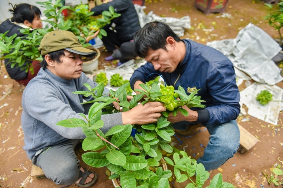 
Anh Nguyễn Phú Dũng, chủ một vườn cây phật thủ tại xã Đắc Sở cho biết, những cây phật thủ được giâm chiết 1 năm tuổi đã có thể cho quả và ghép quả. Những cây to có thể ghép khoảng 35 - 40 quả trở lên, cây loại nhỏ có thể ghép từ 9 quả trở xuống.
