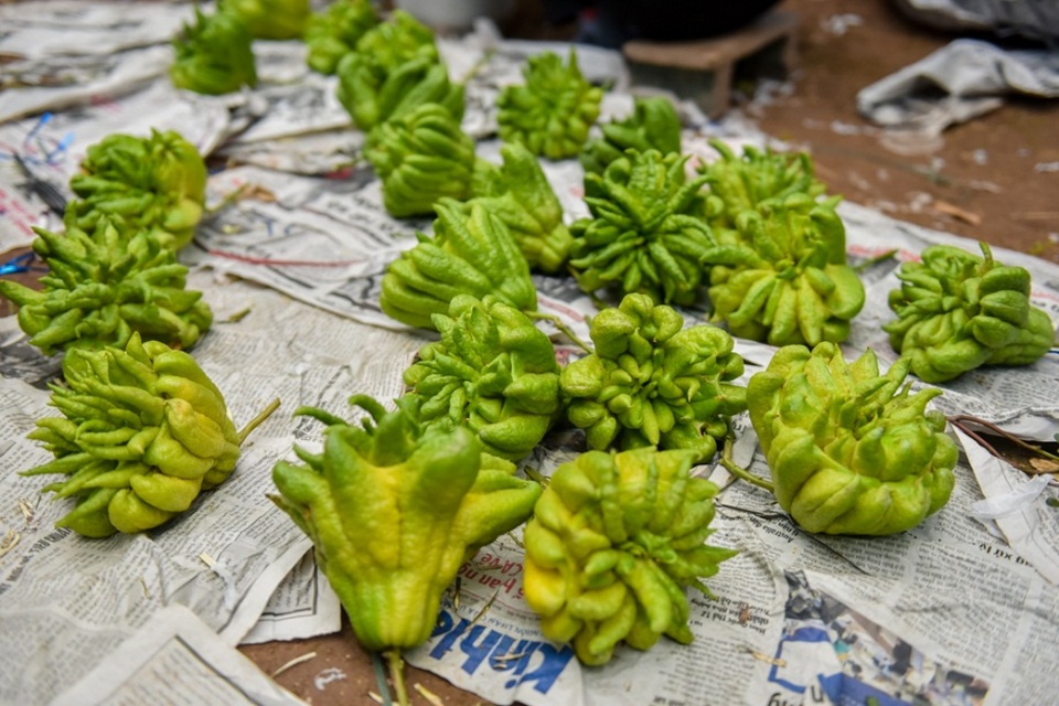 Những quả phật thủ được ghép phải có hình dáng đẹp và đã được lựa chọn kĩ về chất lượng, giống, đảm bảo khỏe và không bị bệnh.