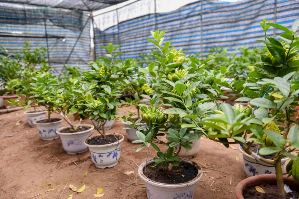 
Mỗi cây phật thủ loại nhỏ cao khoảng 1m, có 9 quả hoặc ít hơn, được bán với giá từ 1 triệu đồng trở lên. Những cây phật thủ bon sai có lớp vỏ căng bóng, các múi dày và dài, sẽ nhỉnh hơn.
