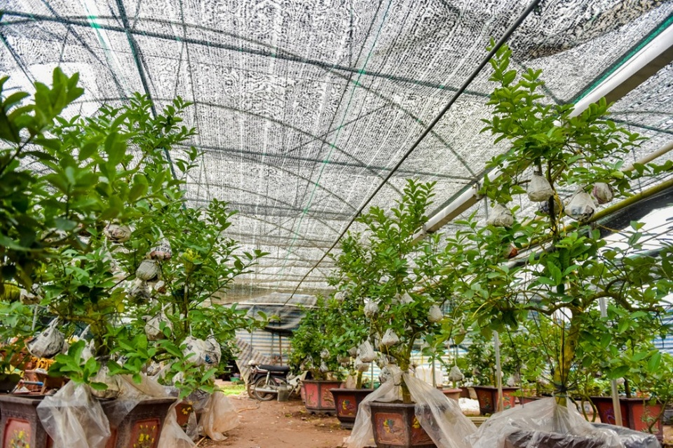 
Trong khi đó, những cây phật thủ cỡ đại, được ghép vài chục quả trở lên thì có giá bán từ 5 - 20 triệu đồng/cây.
