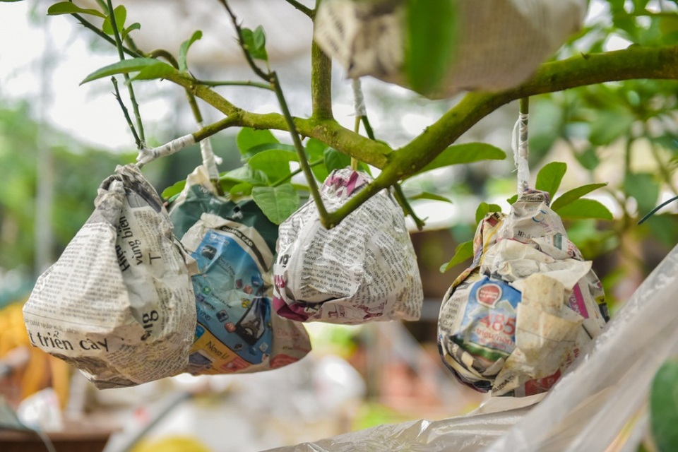 
Thậm chí, có những cây còn được bán với giá cao hơn tùy vào tuổi, tán cành và số lượng quả trên cây.
