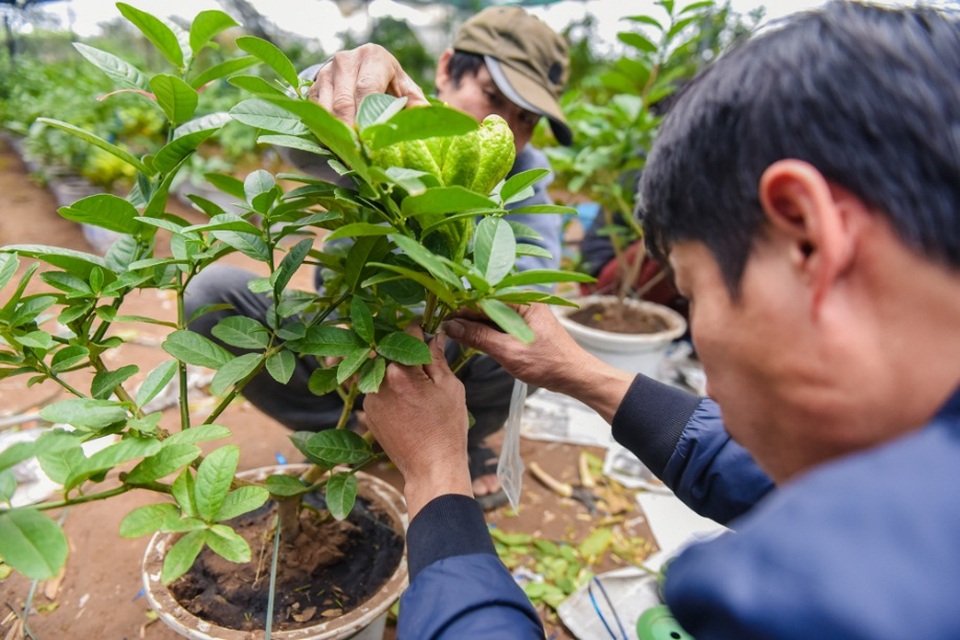 
Theo chia sẻ của những chủ vườn ở Đắc Sở, phật thủ là loại cây có yêu cầu chăm sóc khá phức tạp. Cây cho thu hoạch ổn định trong vòng 5 năm đầu, sau đó phải cải tạo đất trong 2-3 năm mới có thể trồng lại.
