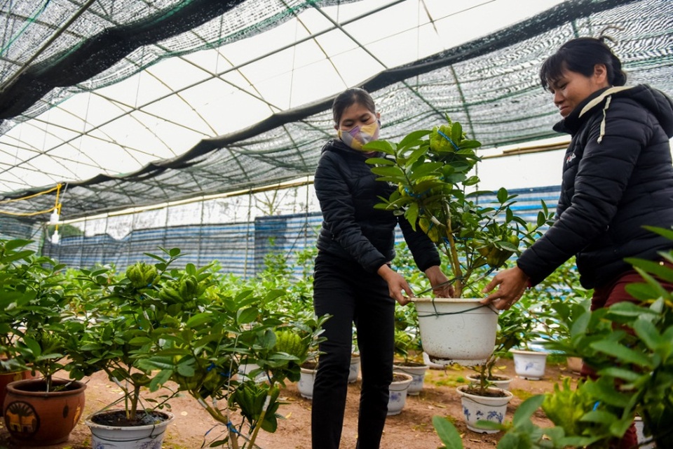 
Đến thời điểm này, phật thủ bon sai ở các nhà vườn Đắc Sở đã được khách đặt mua khá nhiều. Ngoài khách ở Hà Nội, nhiều lái buôn ở các tỉnh lân cận cũng về mua.
