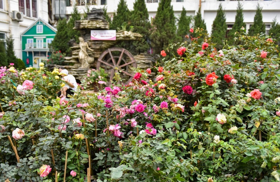 Hàng nghìn cây hoa hồng hội tụ tại lễ hội hoa ở Hà Nội - 1
Ngày 7/3, hàng nghìn cây hoa hồng nhập khẩu và của Việt Nam đã được sắp đặt tại khu vực tổ chức lễ hội, sẵn sàng đón khách sau lễ khai mạc vào ngày mai, 8/3.
Năm nay, lễ hội được tổ chức tại Công viên nước Hồ Tây từ ngày 8 đến 11/3/2018. Đại sứ quán Bulgaria đã phối hợp với Viện di truyền giống Bộ Nông nghiệp và Phát triển nông thôn nhập về hơn 1.000 cây hồng Bulgaria gồm hơn 100 loại hồng khác nhau.