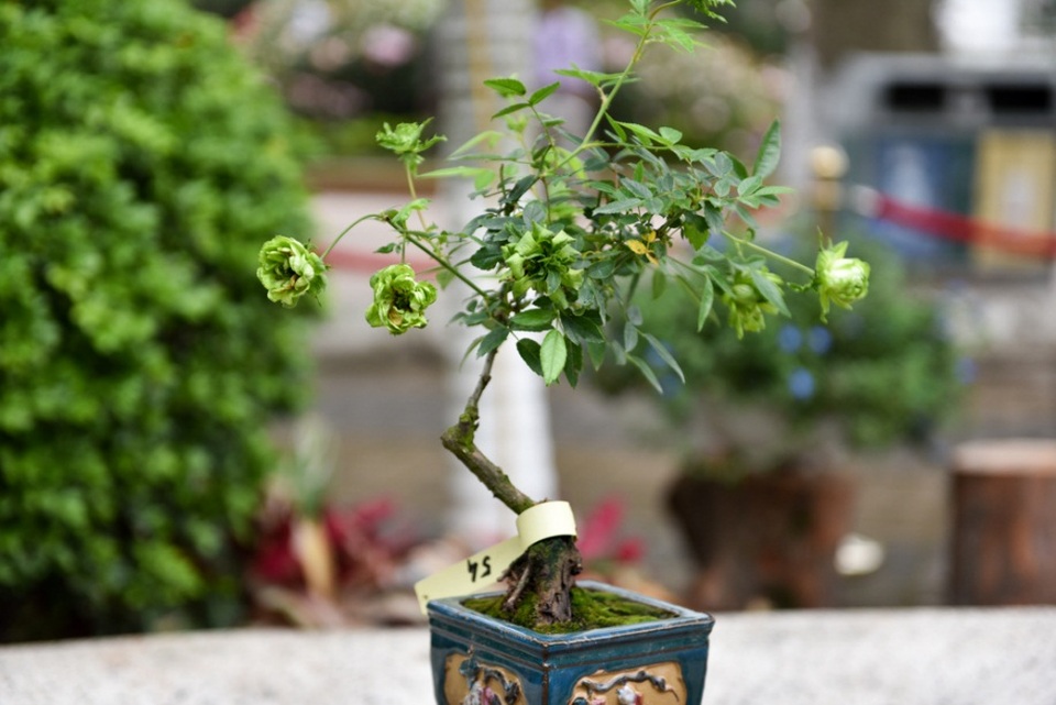 Hàng nghìn cây hoa hồng hội tụ tại lễ hội hoa ở Hà Nội - 7
Góp mặt trong lễ hội lần này có nhiều cây hoa hồng dáng bonsai độc đáo.