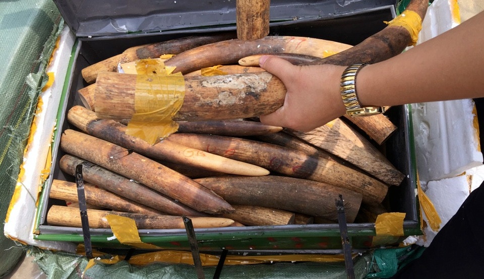 Hà Nội: Phát hiện vụ vận chuyển hơn 300kg ngà voi qua đường hàng không - 2 Số ngà động vật nghi là ngà voi bị phát hiện.