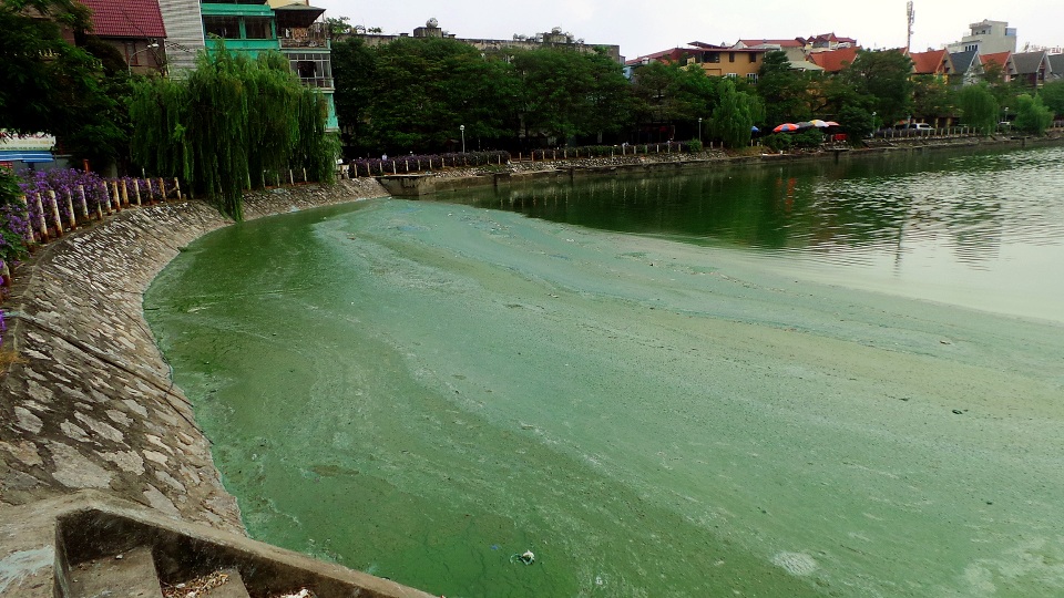 Hà Nội: Dân khốn khổ vì hồ Văn Quán bị “bức tử” - 1 Váng màu xanh đặc quánh bị gió thổi dạt ven bờ.