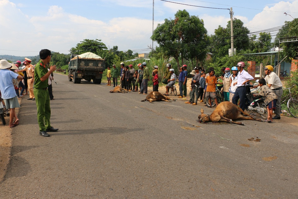 3 con bò của những người nông dân nghèo nằm chết thương tâm