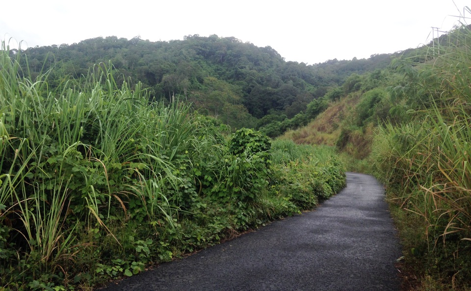 Đường vào khu rừng có gỗ hương quý hiếm