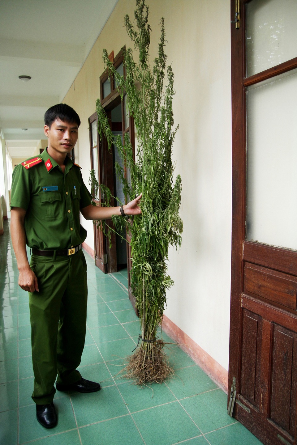 Cần sa trồng xen trên rẫy mía nhà anh Thắng được công an thu về (Ảnh: LK)