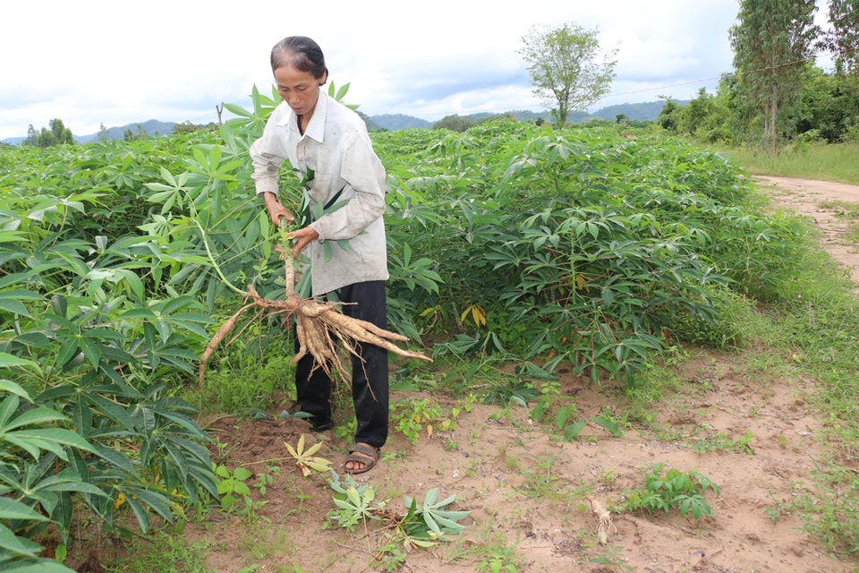 Mì nhà bà Chanh vừa mất mùa vừa mất giá