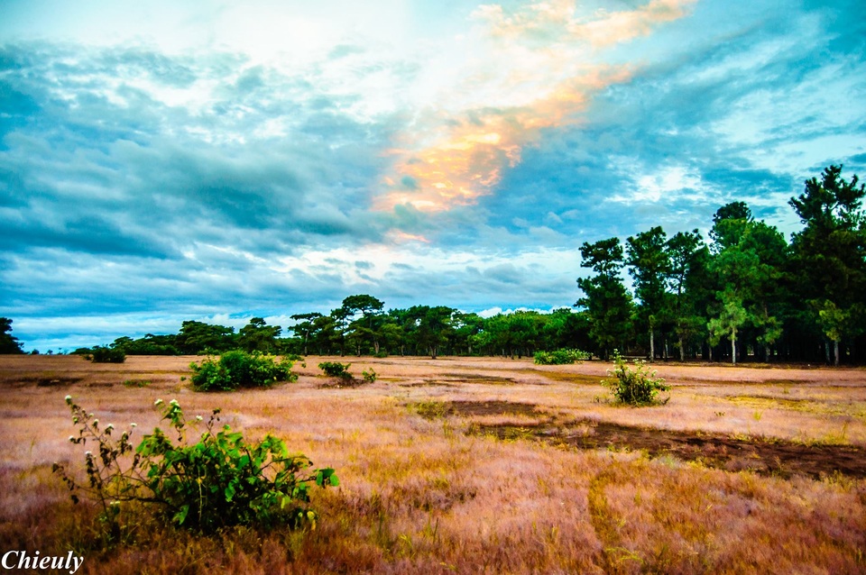  Màu cỏ hồng bắt đầu rực rỡ cả 1 vùng (xã Glar)