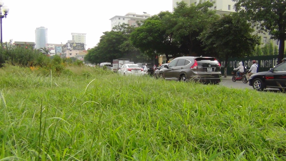 
Chi phí cho việc cắt cỏ, tỉa hoa trước đây rất lớn. Việc tạm dừng cắt cỏ để tìm phương án phù hợp, giảm chi phí, khiến cỏ dại trên các tuyến phố mọc tốt um tùm.
