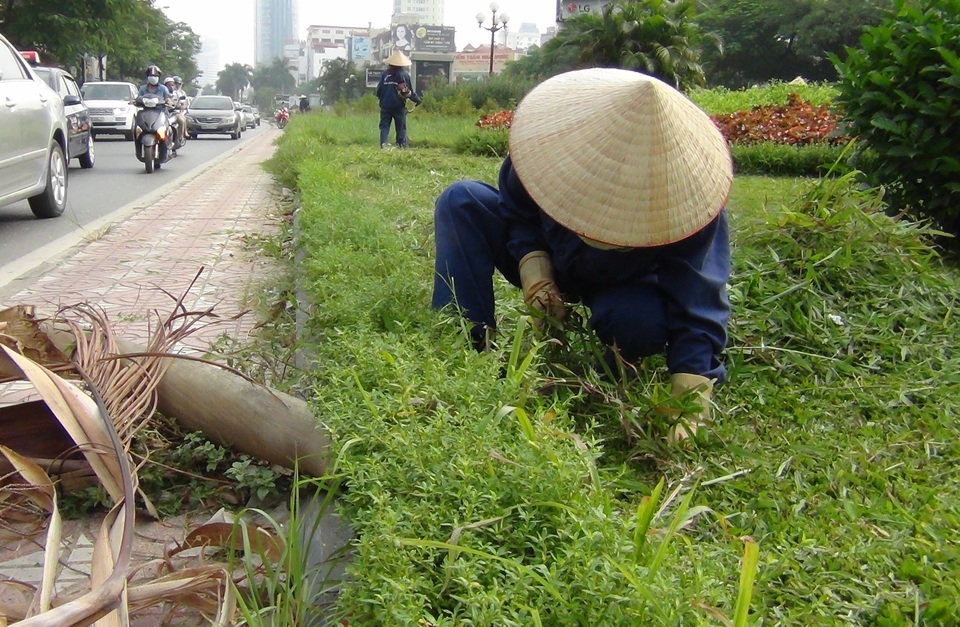 Cỏ dại, cây hoa mọc tốt um tùm khiến công nhân làm việc khá vất vả
