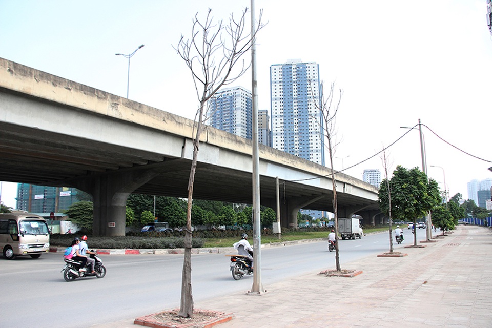 Hà Nội: Đề xuất “cấm cửa” nhà thầu trồng cây chết khô - 1 Cây chết khô trên vỉa hè đường Vành đai 3 (Ảnh: Nguyễn Dương)