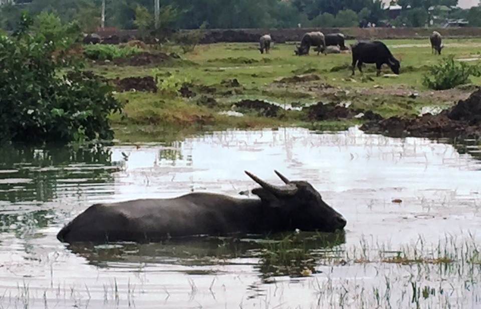 
Đàn trâu bò hàng trăm con được người dân thả rong ven 2 bên đường cao tốc đoạn qua địa bàn phường An Phú, quận 2, TPHCM.
