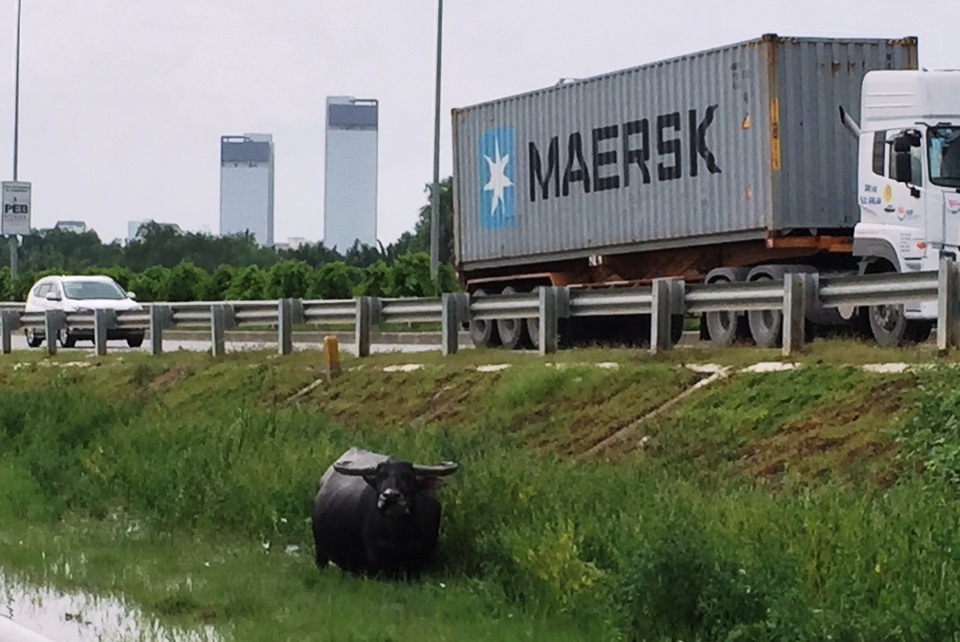 Nhiều lái xe một phen giật mình khi đang chạy với tốc độ hơn 100km/h lại nhìn thấy 2 bên đường cao tốc đầy trâu bò và khu vực chỉ được ngăn cách bằng dải taluy thép.