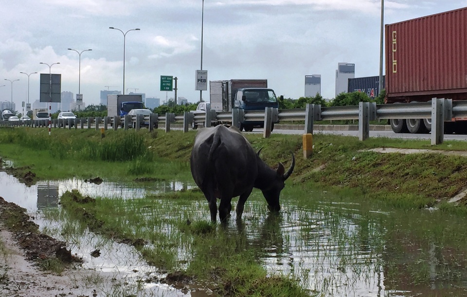 Hàng trăm con trâu, bò cản trở giao thông trên đường cao tốc - 2