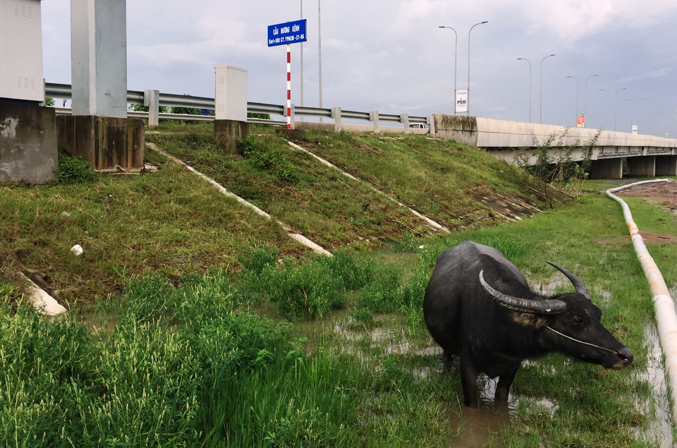 Khu vực cầu Mương Kênh, nơi rạng sáng ngày 20/9 xảy ra vụ tai nạn 2 con trâu bị xe tông chết, hiện vẫn còn nhiều súc vật thả rong.