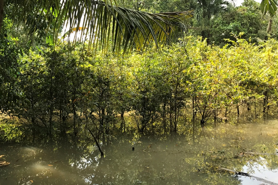 Triều cường đạt đỉnh gây vỡ đê bao, nước ngập trắng vườn mai - 2