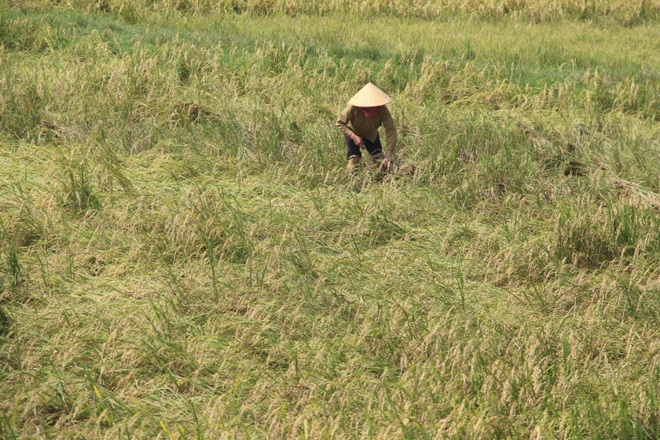 Đến nay nhiều diện tích lúa bị ngã, ngập úng ở các huyện Hương Khê, Can Lộc, Thạch Hà... vẫn chưa được thu hoạch xong. Điều này chắc chắn sẽ ảnh hưởng đến năng suất của lúa