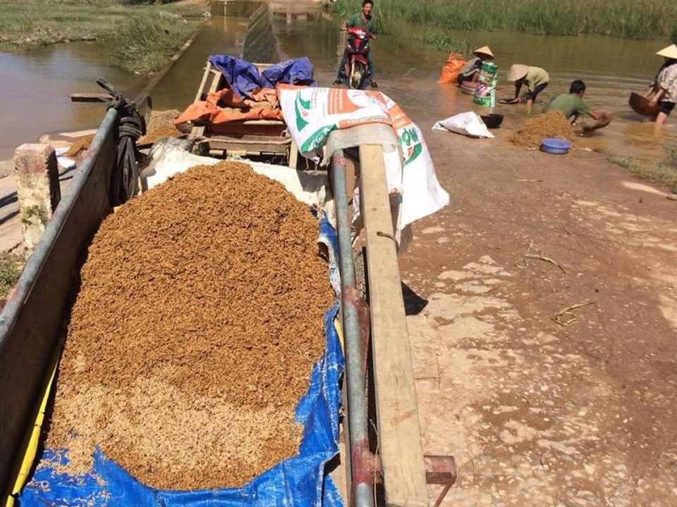 Không kịp chạy lũ, nông dân gặt lúa về... cho gà - 2 Không kịp chạy lũ, nông dân gặt lúa về... cho gà - 2