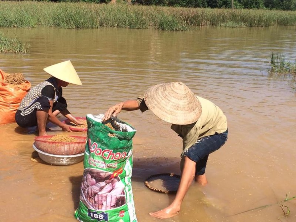 Không kịp chạy lũ, nông dân gặt lúa về... cho gà - 3
Những người nông dân cố gắng cứu lấy số thóc bị ngập lụt nhưng không được. Lúa hầu như đã nãy mầm, chỉ còn cách đưa về cho gà, cho vịt ăn