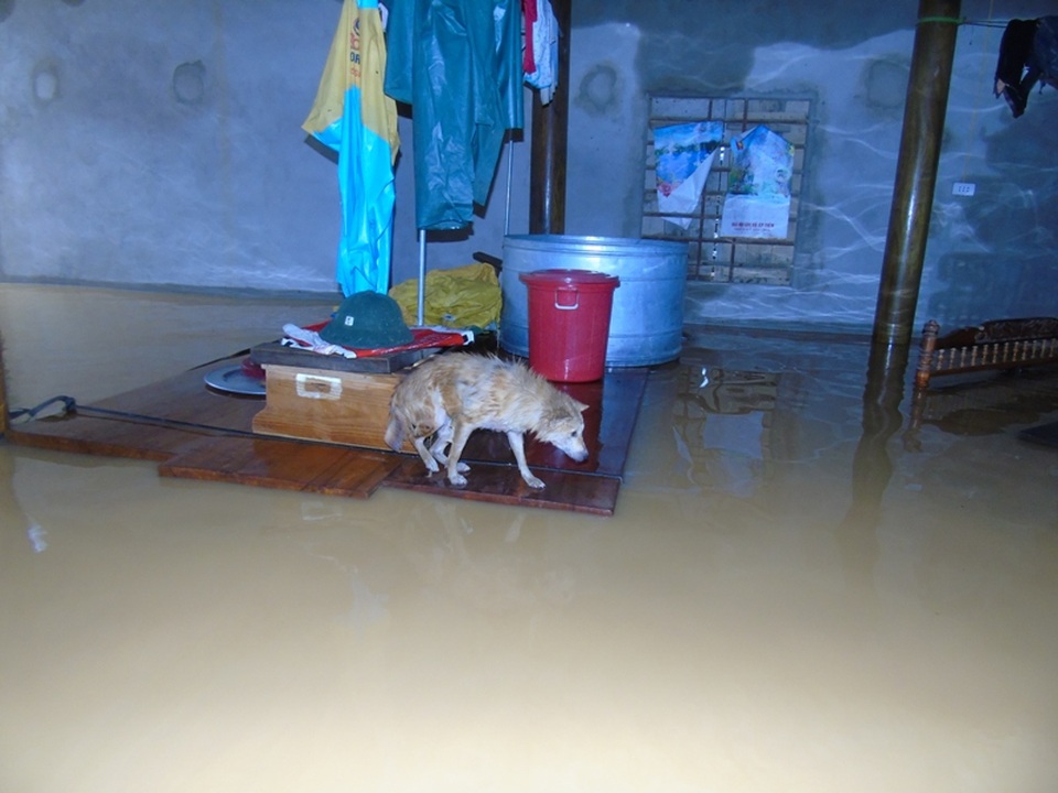 Gia súc, gia cầm trôi giữa dòng nước lũ