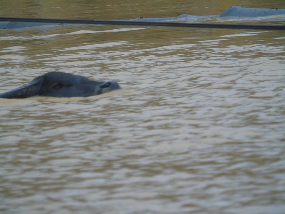 Ám ảnh cảnh chạy lụt ở vùng rốn lũ - 3