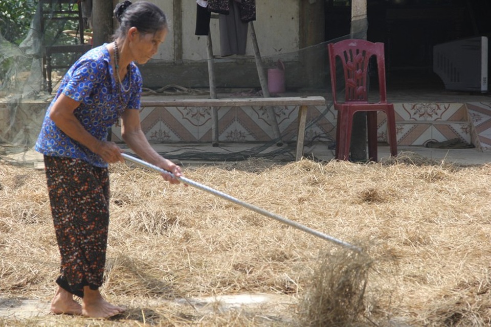 Bà Ái tranh thủ phơi lại rơm để làm chất đốt