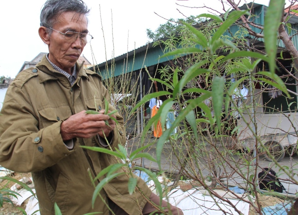 Ông Toàn với vẻ mặt buồn bã đang cố gắng chăm sóc những cây đào còn lại