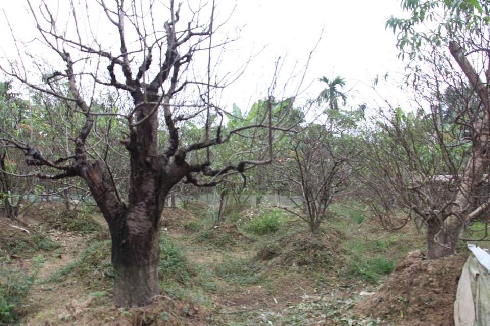 Sau một năm dày công chăm sóc, có nhiều gốc đào có tuổi thọ gần chục năm bất ngờ bị chết, khiến nhiều hộ gia đình rơi vào cảnh trắng tay