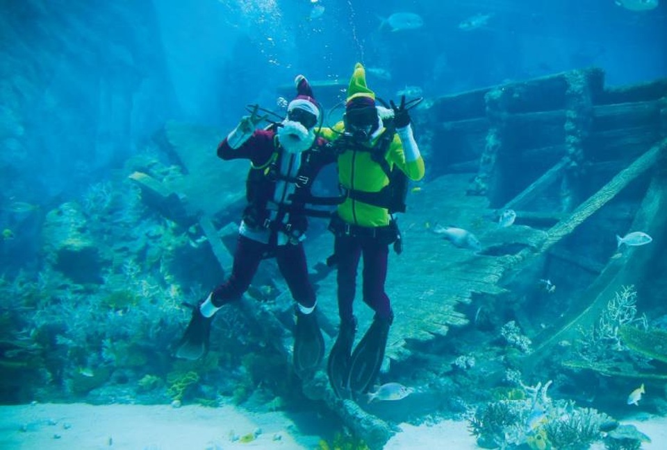 
Buổi sáng: Gặp gỡ ông già Noel và những thần lùn giữa thủy cung sâu thẳm với Merry Fishmas ở S.E.A. Aquarium.
