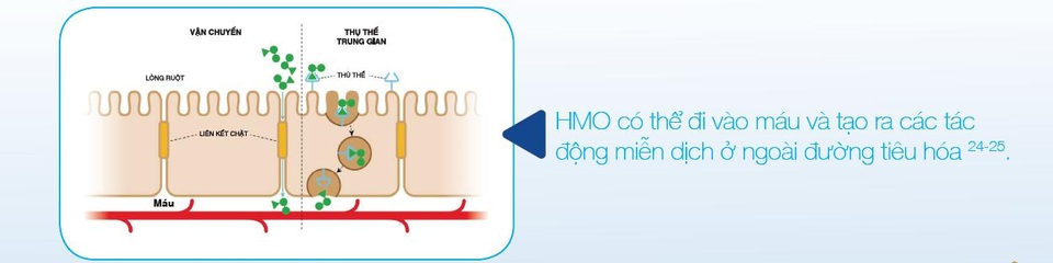 Giúp bé tránh xa táo bón bằng mẹo cực hay của 500 bà mẹ - 3 HMO giúp tăng cường hệ miễn dịch tự nhiên ngăn các vi sinh vật gây bệnh bám vào tế bào ruột