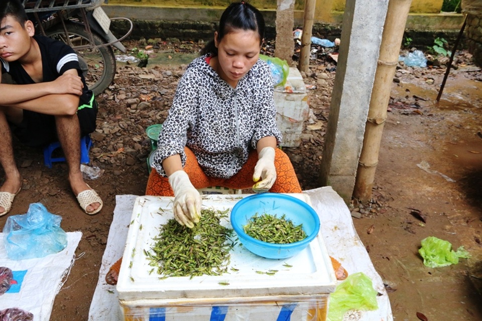 Theo nhiều lái buôn cào cào, châu chấu, những con côn trùng này được mua lại của những người dân đi săn vào ban đêm. Mỗi một kg khi thu gom mang ra chợ bán cũng lãi được từ 20 - 50 nghìn đồng.