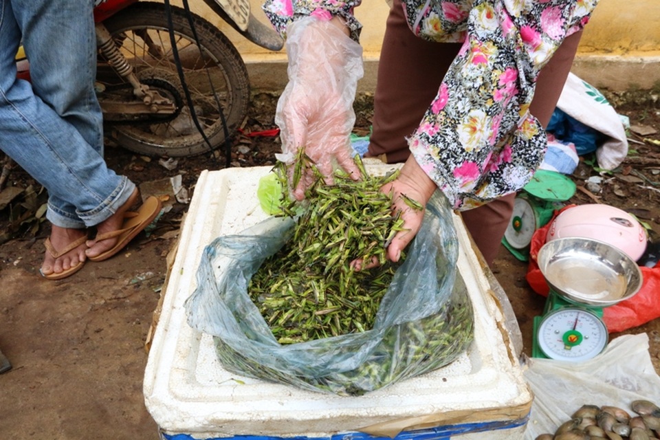 Châu chấu, cào cào có giá từ 120 - 150 nghìn đồng/kg. Món đặc sản tôm bay này được nhiều người ưa thích vì khi rang lên ăn rất ngon, nhiều chất dinh dưỡng.