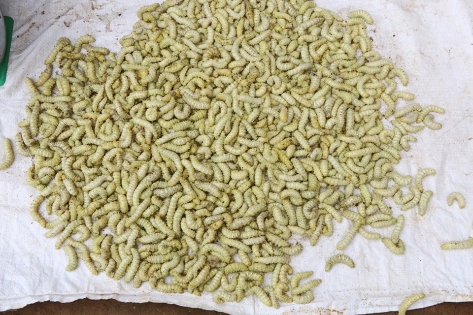 Gọi là chợ côn trùng bởi người dân đến mua, bán tập nập các loài côn trùng như: Nhộng, trứng sâu ăn lá sắn, cào cào, châu chấu và nhiều loại côn trùng khác.