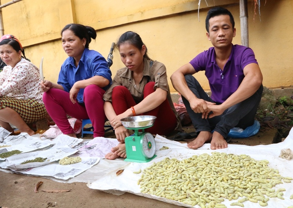 Chợ bán các loại công trùng ở huyện Lạc Sơn được người dân bán theo chợ phiên Re, xã Ân Nghĩa hay chợ Lâm Hóa, xã Vũ Lâm và các ngày cách nhật trong tuần.