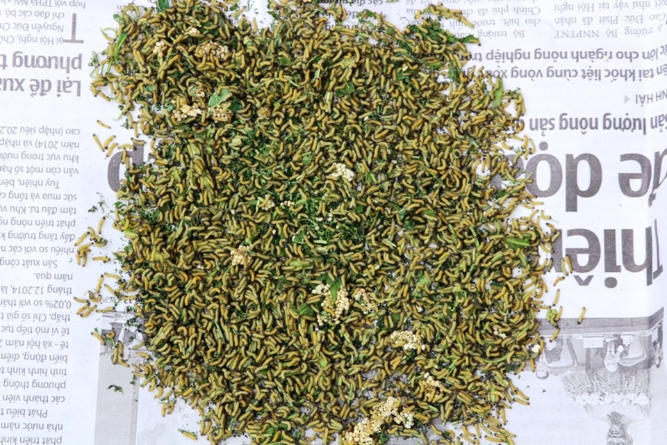 Các loại côn trùng được bày bán có giá không hề rẻ. Nhộng sâu ăn lá sắn có giá từ 80 - 100 nghìn đồng/kg, các loại nhỏ bán theo mớ. Đắt nhất là trứng của loài sâu này, có giá 500 nghìn đồng/100 gram