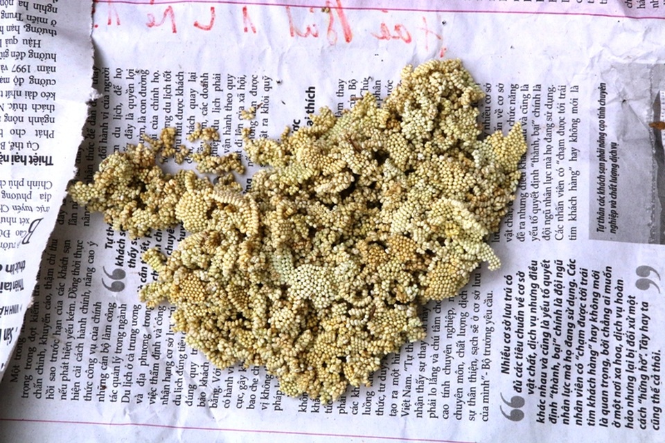 Trứng của loại sâu ăn lá sắn có giá đắt rất hiếm. Mua 100 gram với giá 500 nghìn đồng về nở ra được rất nhiều nhộng, cho nhộng ăn lá sắn lớn lên bán với giá thực phẩm cho những người mua về làm thức ăn đặc sản.