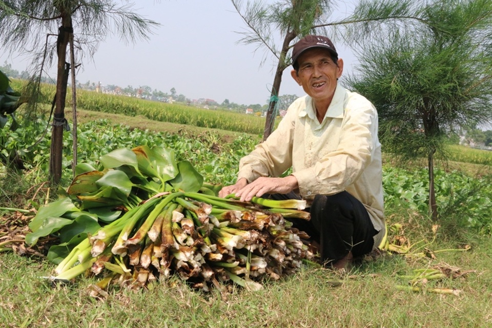 Có những người đàn ông đã 60 tuổi do cuộc sống mưu sinh cũng phải vất vả, ngâm mình dưới nước cả ngày trời để vớt bèo. Nhờ nghề này mà cuộc sống gia đình họ có thêm thu nhập, có tiền trang trải cho con cái ăn học.