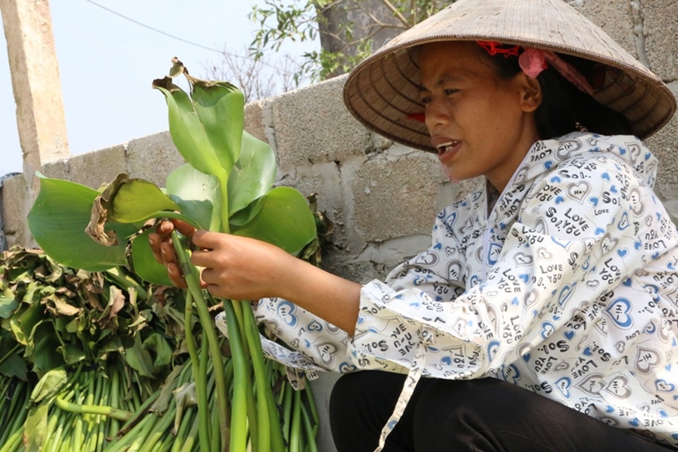 Bèo tây sau khi vớt dưới mương đưa về nhà được cắt bỏ lá. Đây là công đoạn không vất vả như vớt bèo nhưng cần sự tỉ mỉ, làm sạch sẽ để khi đan không mất thêm nhiều công sức chọn sợi dây đan. Lá bèo bỏ đi được người dân tận dụng làm thức ăn cho gia súc.