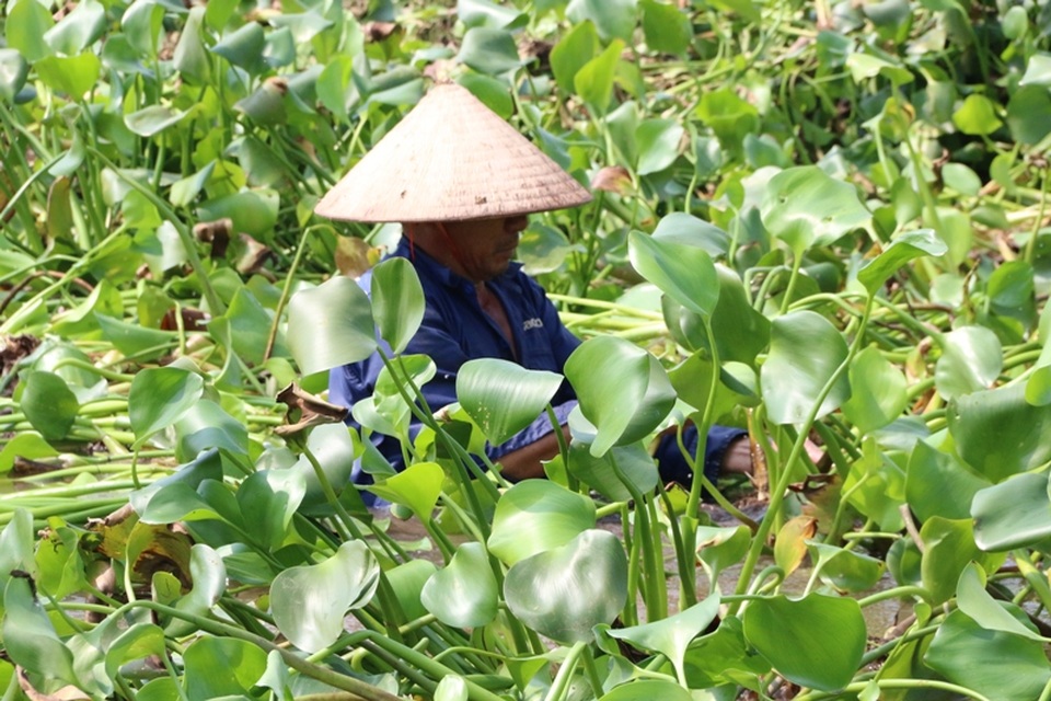 
Không chỉ phụ nữ làm nghề vớt bèo không giống ai mà nhiều nam giới cũng làm nghề đặc biệt này. Nghề đan lát thân bèo tây phơi khô chủ yếu được người dân tận dụng vào lúc nông nhàn. Công việc vớt bèo được bắt đầu từ 5 giờ sáng, đến khoảng 11 giờ trưa thì kết thúc một buổi. Buổi chiều, họ làm từ 14 giờ cho đến chiều muộn mới về nhà. Công việc này phải những người có sức khỏe mới làm được.

