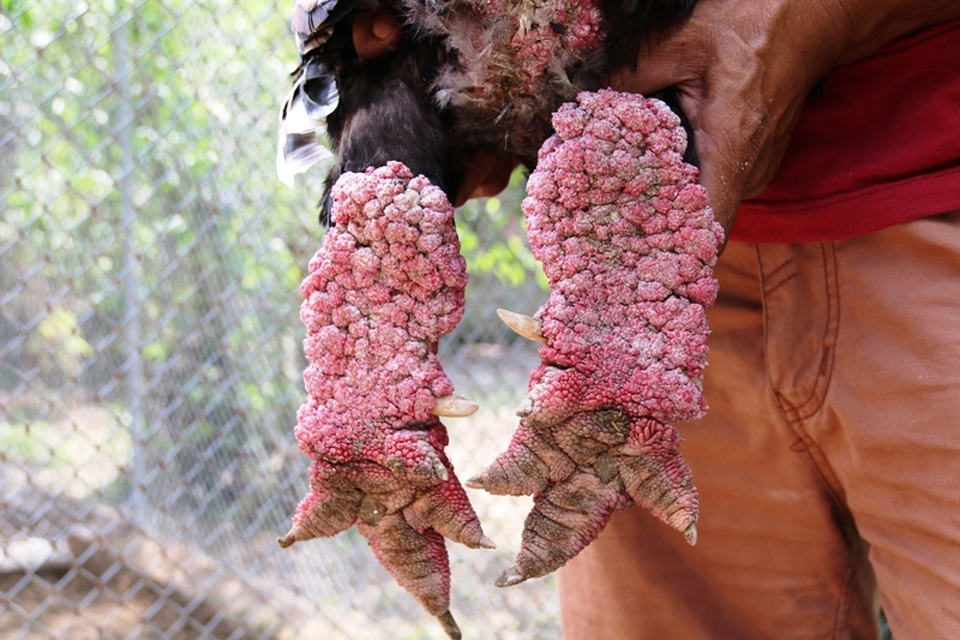 Con gà Đông Tảo có đôi chân khủng được trả trên 30 triệu nhưng anh Miền chưa bán.