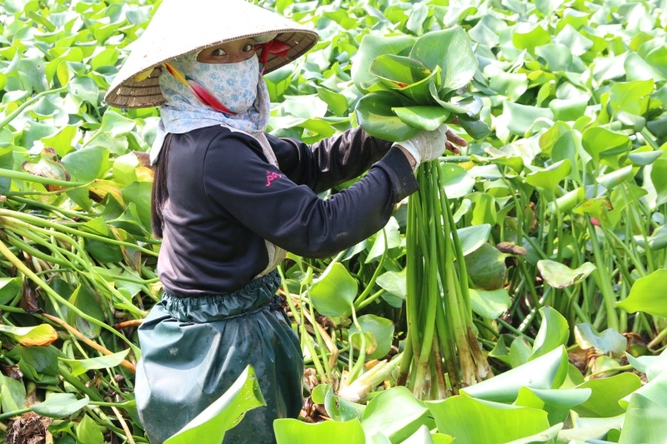Nhiều người dù đã mang đồ bảo hộ như mặc quần áo mưa, đeo gang tay, khẩu trang nhưng vẫn không tránh khỏi bị nước bẩn ô nhiễm dính vào người. Hay bị mủ của cây bèo làm ngứa da thịt. Đây là những tác nhân gây bệnh trực tiếp cho những người làm nghề đặc biệt này.