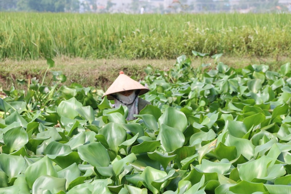 Chị Lưu Thị Bích (40 tuổi) xã Xuân Thiện cho hay, làm nghề này được 2 năm, mỗi ngày đi vớt bèo cật lực về phơi khô cũng được khoảng 20 - 30kg kg. Số thân bèo này đem đan thành các sản phẩm thủ công như rỏ, rá, thùng bán có giá từ 80 - 100 nghìn đồng. Thu nhập chẳng đáng là bao nhưng nhiều người vẫn theo nghề vì ở quê chẳng có việc gì khác để làm.