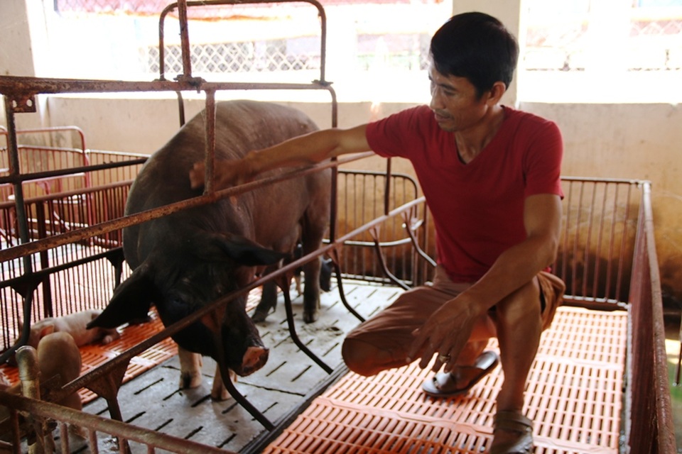 Ngoài nuôi vịt trời, gà Đông Tảo, gà rừng... trang trại của anh Miền còn có hàng chục giống lợn đặc sản khác nhau.