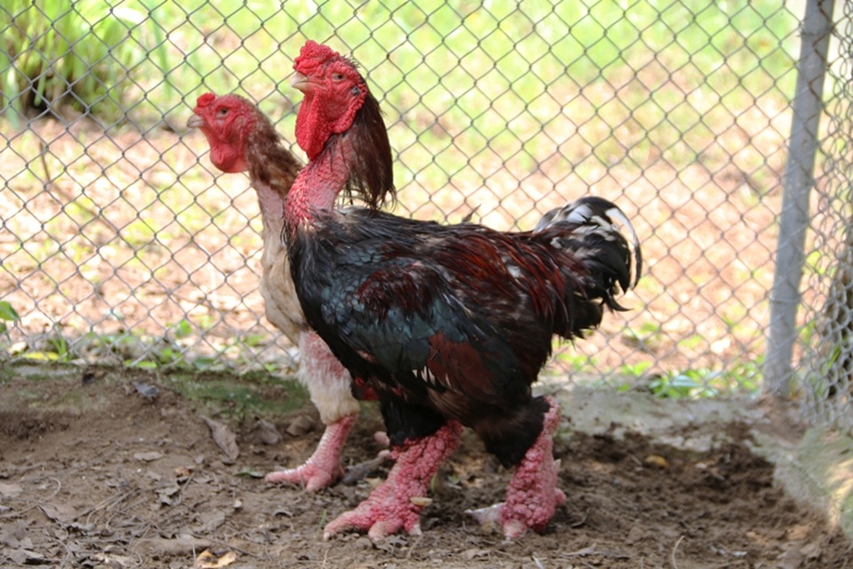 Nông dân biến đồng hoang thành trang trại “đặc sản” tiền tỷ - 3